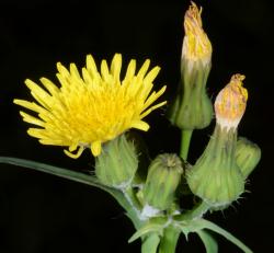 Image: P.B. Heenan © Landcare Research 2014 